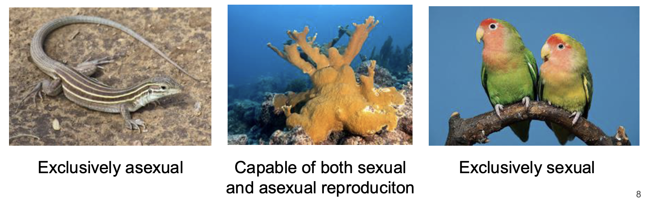 <p>Not all anisogamous species have separate sexes</p>