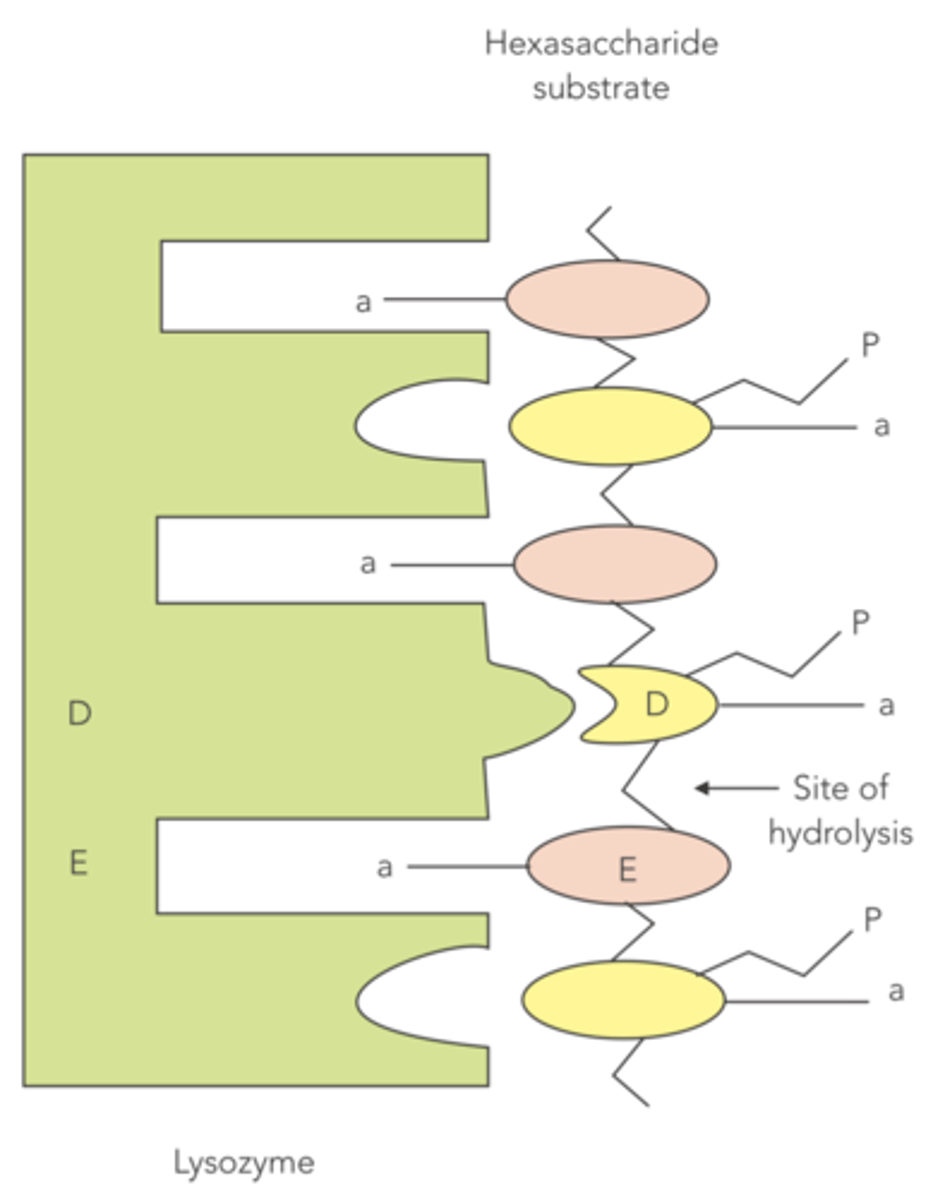 <p>NAM</p><p>(bulky side chains of NAMs allow them to line up against the lysozyme for hydrolysis)</p>
