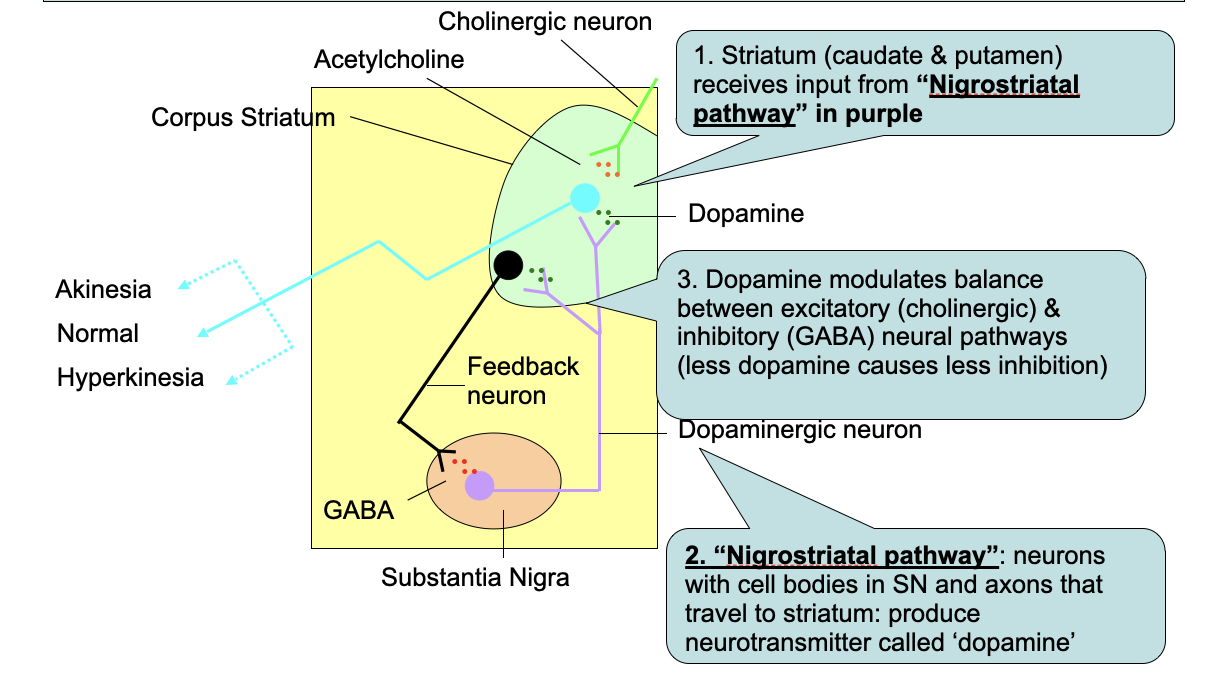 <ol><li><p>Striatum (caudate &amp; putamen)&nbsp;receives input from <strong>“Nigrostriatal pathway” in purple</strong></p><p></p></li><li><p><strong>“Nigrostriatal pathway”</strong>: neurons with cell bodies in SN and axons that travel to striatum: produce neurotransmitter called ‘dopamine’</p><ul><li><p>reduces activity</p></li></ul><p></p></li><li><p>Dopamine modulates balance between excitatory (cholinergic) &amp; inhibitory (GABA) neural pathways (less dopamine causes less inhibition)</p></li></ol>