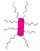 <p><mark data-color="red">Flagella</mark></p><p>Can you label, describe and explain what this diagram is/shows?</p>