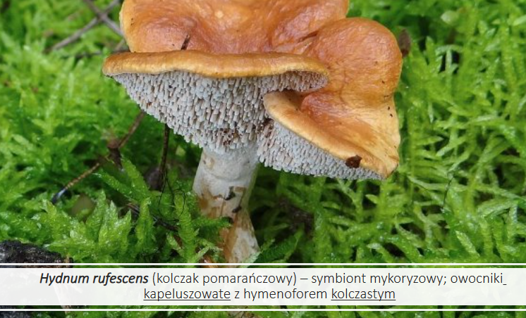 <p>Hydnum rufescens</p><p>Gr.: BASIDIOMYCOTA</p><p>Podgr.: AGARICOMYCOTINA</p><p>Kl.: Agaricomycetes </p><p>Rz.: Cantharellales</p>