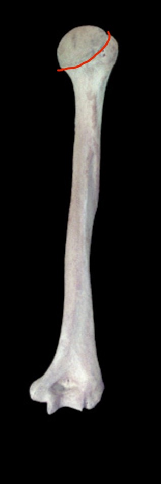 <p>What structure is this?</p>