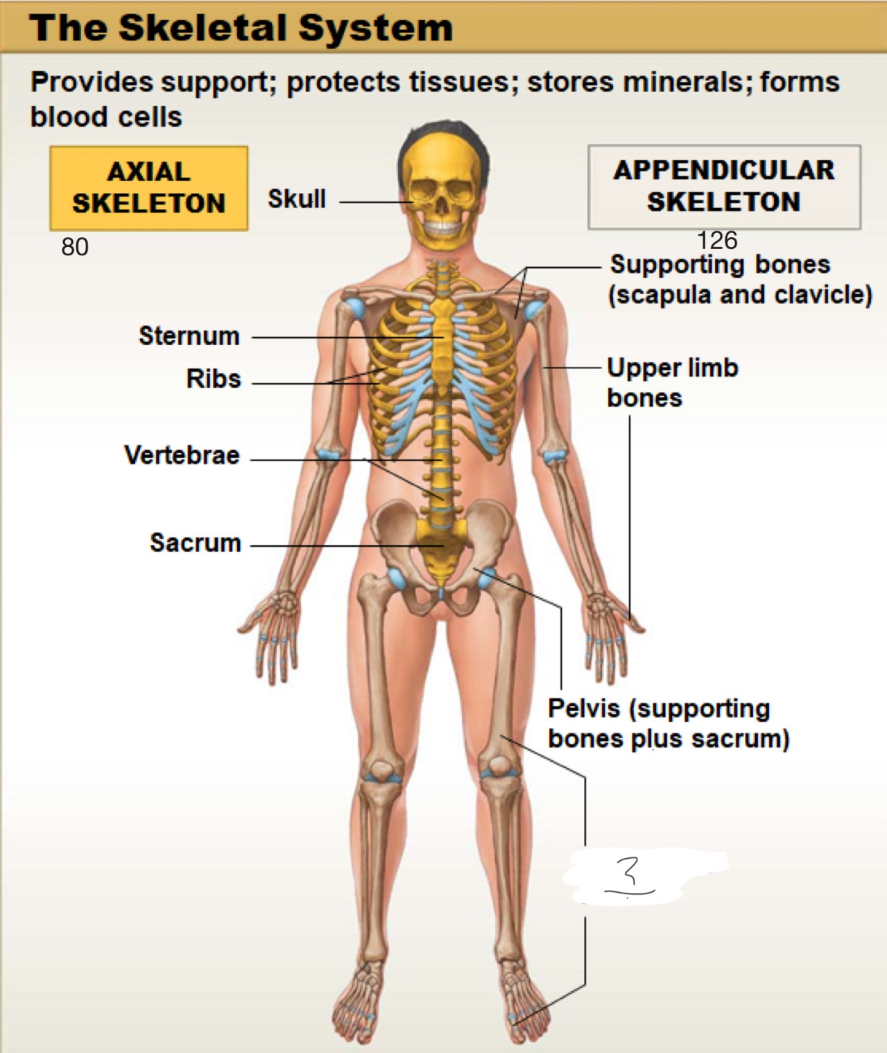 <p>appendicular skeleton</p>