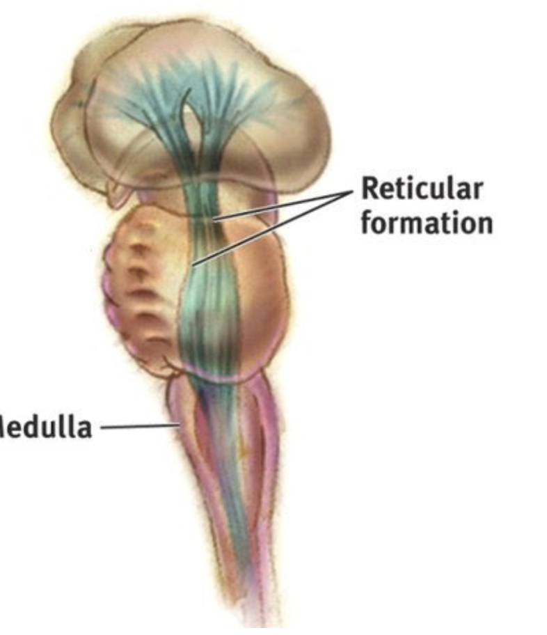 <p>Involved in Sleep, Arousal, Attention, Various Vital Reflexes; Central part of the brain stem</p>