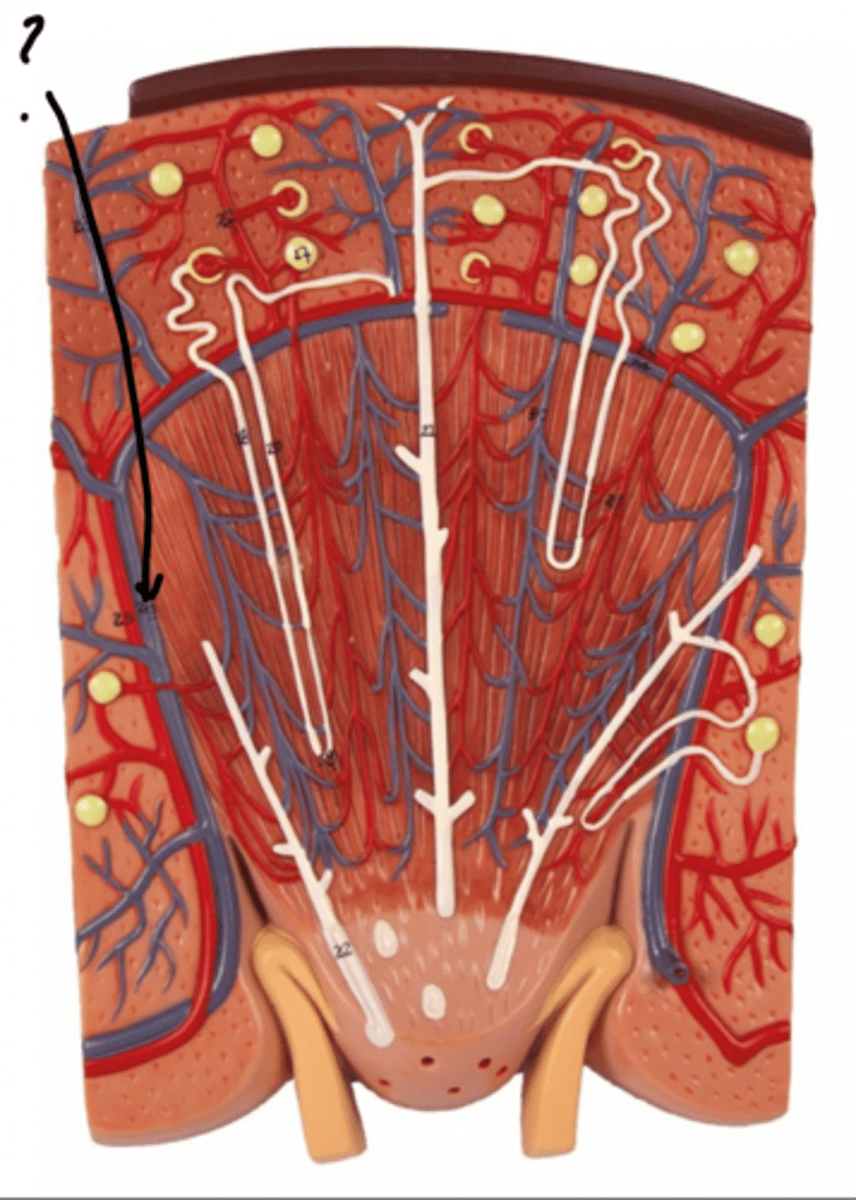 <p>Name this vessel (blue)</p>