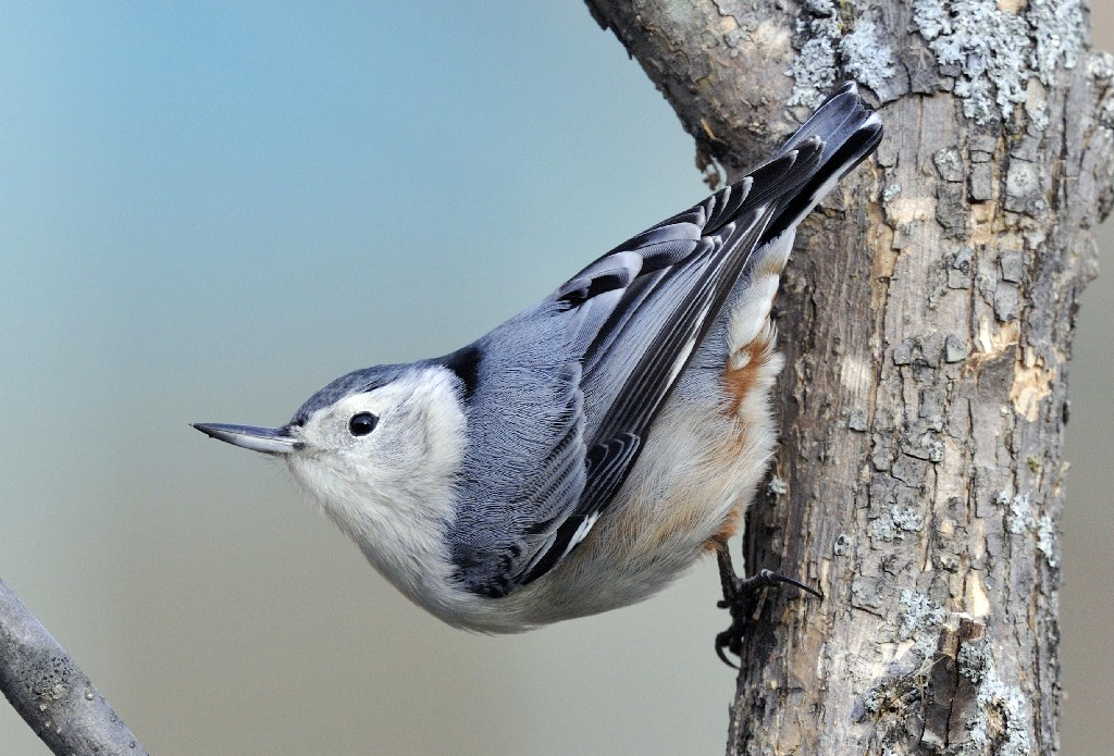 Passeriformes - Sittidae - Sitta carolinensis