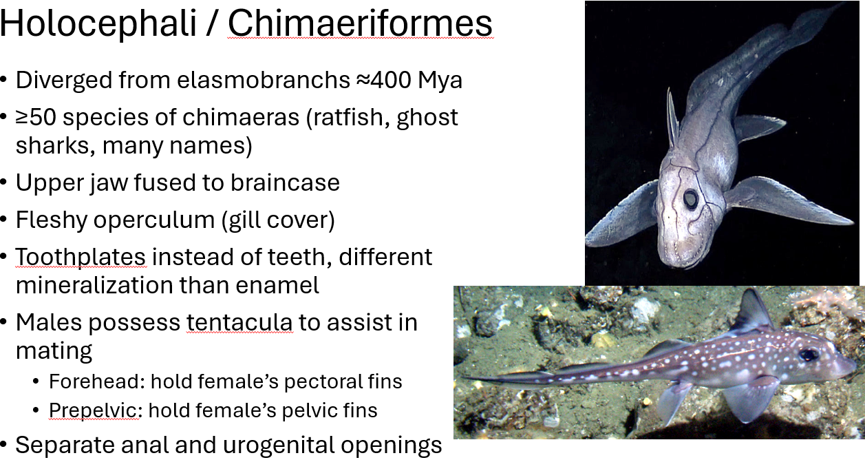 <p><span><span>•Diverged from elasmobranchs ≈400 Mya</span></span></p><p><span><span>•≥50 species of chimaeras (ratfish, ghost sharks, many names)</span></span></p><p><span><span>•Upper jaw fused to braincase</span></span></p><p><span><span>•Fleshy operculum (gill cover)</span></span></p><p><span><span>•Toothplates instead of teeth, different mineralization than enamel</span></span></p><p><span><span>•Males possess tentacula to assist in mating</span></span></p><p><span><span>•Forehead: hold female’s pectoral fins</span></span></p><p><span><span>•Prepelvic: hold female’s pelvic fins</span></span></p><p><span><span>•Separate anal and urogenital openings</span></span></p>