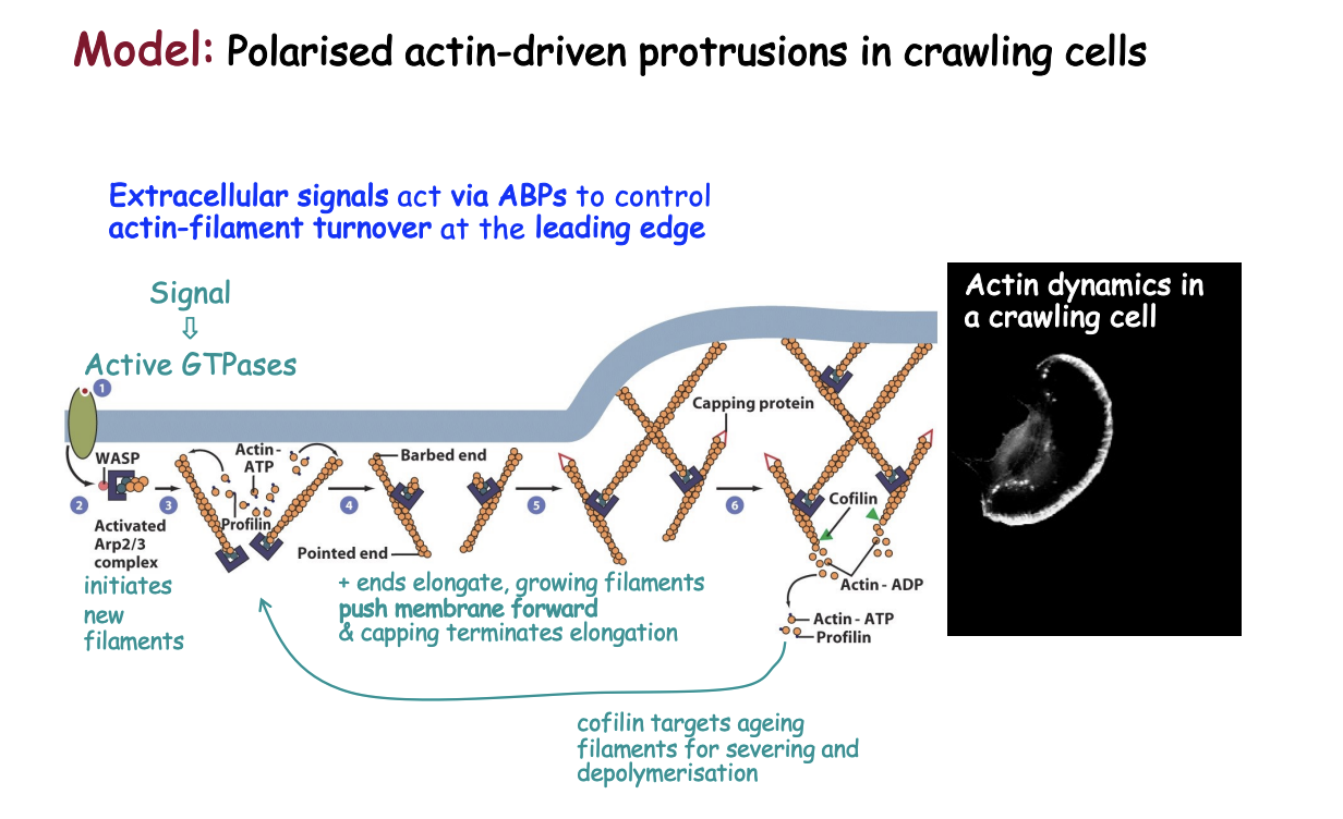 <ol><li><p>bind to receptors activating signalling pathways via small GTPases</p></li><li><p>activate WASP and related proteins by <strong>freeing autoinhibition</strong></p></li><li><p>activates Arp2/3 complex</p></li><li><p>Arp2/3 initiates a branch on the side of an existing filament</p></li><li><p>new filaments grow rapidly at the + end, fed by <strong>profilin-bound actin</strong></p></li><li><p>Capping proteins bind to the growing ends, terminating elongation</p></li><li><p>Small GTPases also activate formins to form filopodia</p></li><li><p>As filaments age→ cofilin binds to ADP-actin subunits and severs or depolymerises the ADP filaments</p></li><li><p>Profilin re-entes the cycle at this point→ promoting ADP-ATP exchange</p></li><li><p>Rho family GTPases also activate p21-activated protein kinase PAK</p></li><li><p>stimulates LIM kinase to phosphorylate and inhibit cofilin</p></li></ol><p></p>