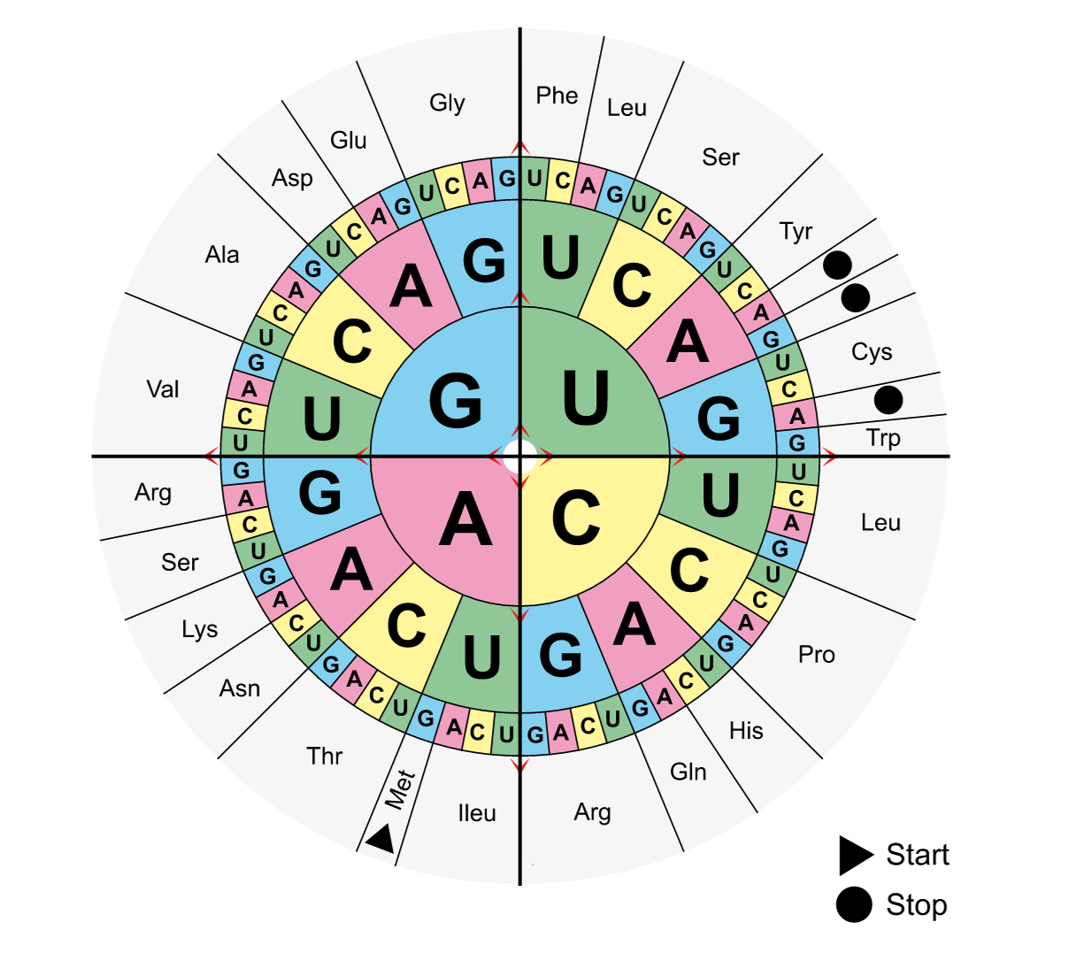 <p><span>A segment of a DNA template strand is shown.&nbsp;</span></p><p><strong>3' TAC AAT CCG TAT GGG 5'&nbsp;</strong></p><p><span>Which of these is the correct amino acid sequence produced from this sequence of genetic code?&nbsp;</span></p>