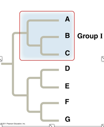 <p>What type of grouping is this?</p>