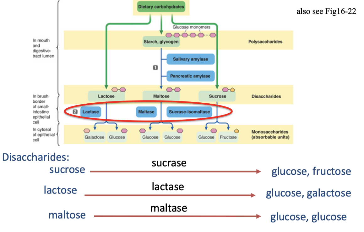 <p><mark data-color="unset" style="background-color: unset; color: inherit;"><span>vastly increases surface area for absorption and secretion</span></mark><span> packed with digestive enzymes for final nutrient breakdown and plays a crucial role in nutrient transport and forming a protective barrier</span></p><ul><li><p><span style="color: rgb(255, 255, 255);"><span>enteropeptidase</span></span></p></li><li><p><span style="color: rgb(255, 255, 255);"><span>disaccharidases →which complete the digestion of carbohydrates</span></span></p><ul><li><p><span>maltase, sucrase, and lactase</span></p></li></ul></li><li><p><span style="color: rgb(255, 255, 255);"><span>aminopeptidases →which complete the digestion of proteins</span></span></p></li></ul><p></p>