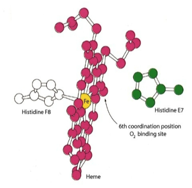<p>protein in muscle that contains: </p><ol><li><p><strong>heme</strong>: a prosthetic group </p></li><li><p><strong>proximal histidine</strong>: chelates iron directly </p></li><li><p><strong>distal histidine</strong>: enables oxygen binding </p></li></ol><p></p>