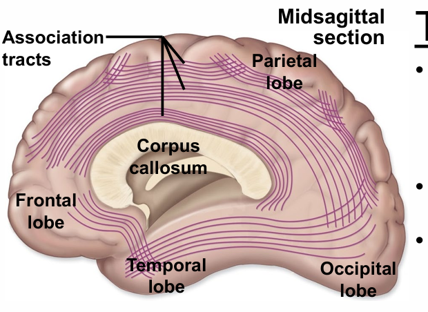 <p>association tracts</p><p>parietal, temporal, occipital, frontal lobes</p><p>corupus callosum</p>