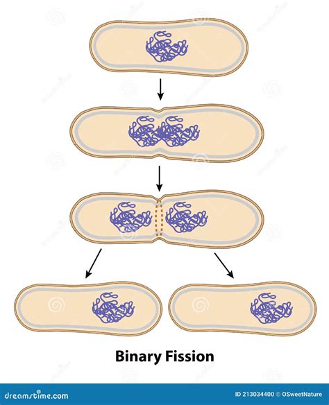 <p>Binary Fission</p>