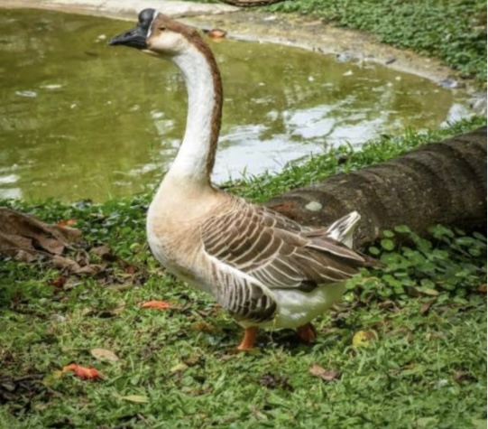 <p>What is the scientific name for goose?</p>