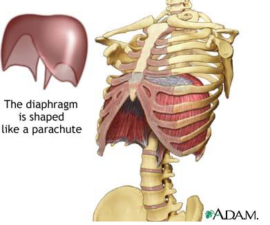 <p><strong>Action</strong>: breathing</p>