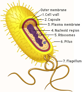 <p>prokaryotes and contains DNA </p>