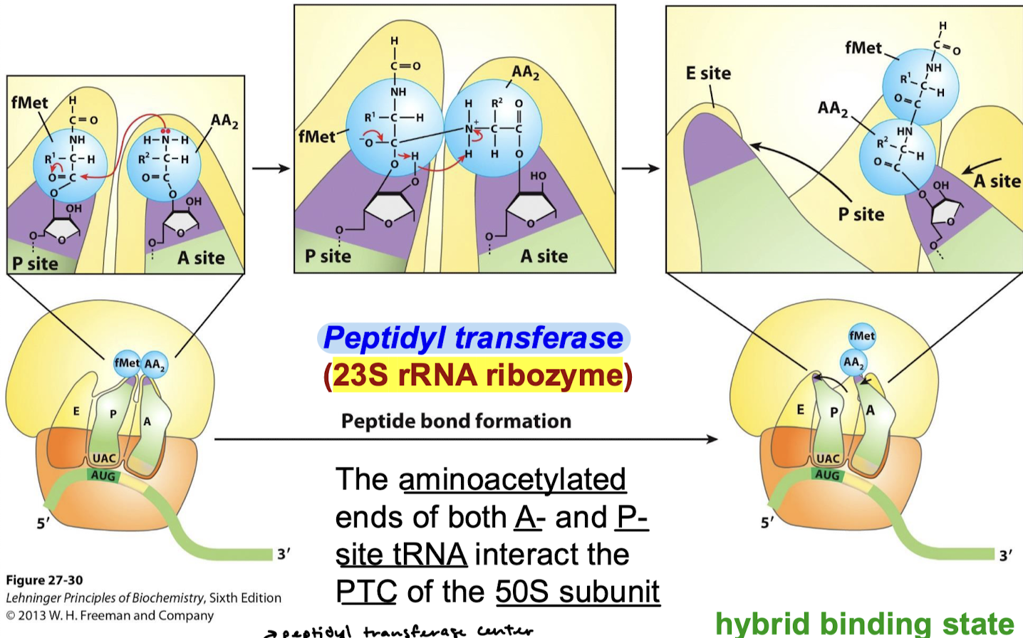 <p>To align the tRNA-linked substrates so that the reaction is facilitated.</p>
