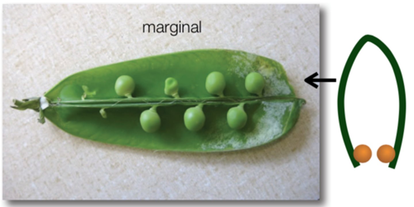 <p>pea</p>