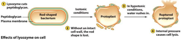 <p>It is degraded by<strong> lysozyme</strong> <strong>secretions</strong> as it cleaves the backbones of peptidoglycans (the ester link). <strong>Lysostaphin</strong> acts on the crossbridge of certain Staphylococcus species only &amp; affects the pentaglycine in G+.</p><p>But w/o the cell wall,&nbsp;the cell cannot resist osmotic pressure changes and will end up rupturing, but pushing the cytoplasm out of the cell. This causes a cell to swell or shrivel.&nbsp;</p><p></p>