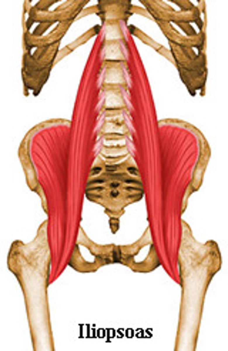 <p>flexion of trunk</p>