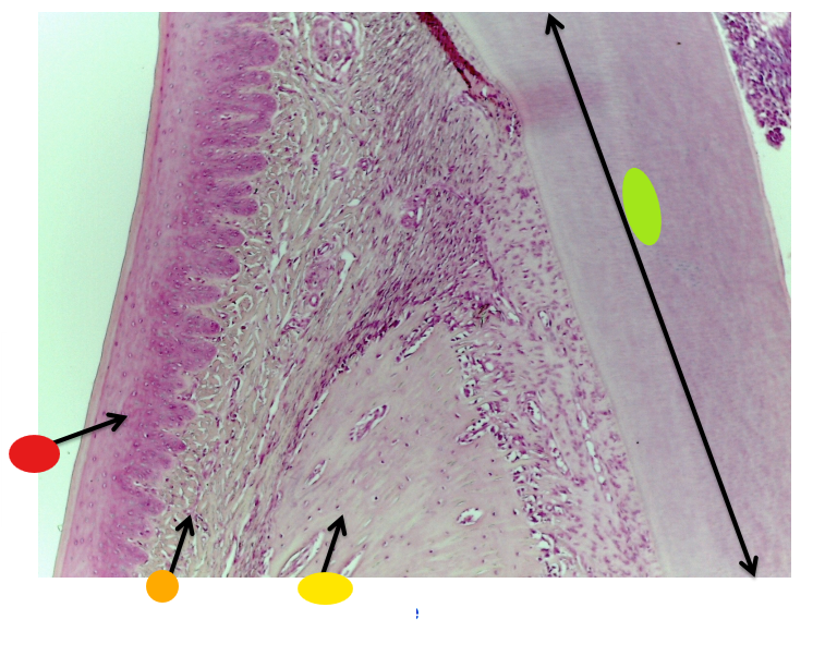 <p>red, name and tissue type</p>