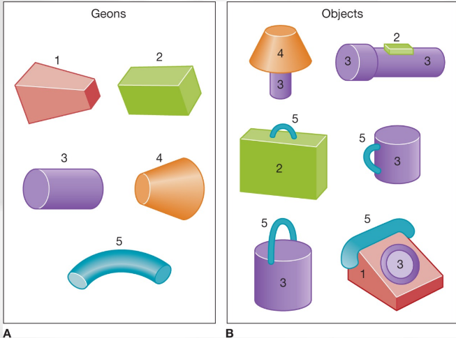 <p>bottom-up processing</p><ul><li><p>we perceive objects by perceiving elementary features</p></li><li><p>Geons: three-dimensional volumes</p></li><li><p>objects are recognized when enough information is available to identify object’s geons</p></li></ul>