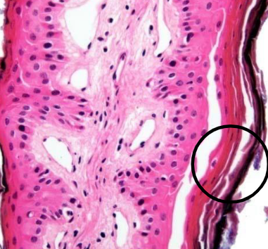 <p>what is this epithelial tissue, where is it found?</p>