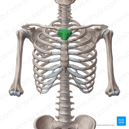 <p>palpation</p>