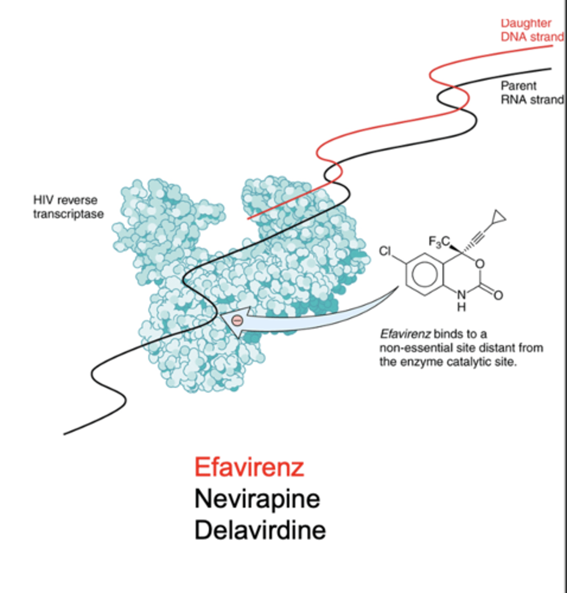 <p>Bind hydrophobic pocket distinct from the active site in HIV reverse transcriptase</p><p>This pocket is non-essential for enzyme function</p><p>Induces a conformational change that reduces enzyme activity</p><p>- Non-competitive with nucleotides</p><p>- Do not require intracellular phosphorylation</p><p>- No activity against DNA polymerase</p><p><strong>Efavirenz</strong></p><p>Nevirapine</p><p>Delavirdine</p>