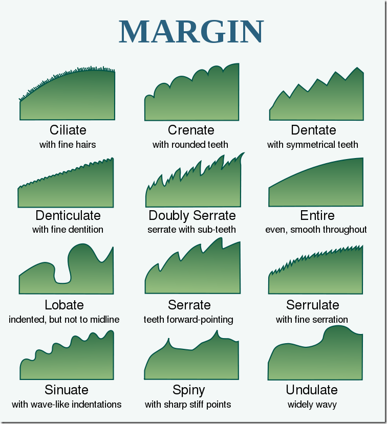 <p>types of leaf margins</p>