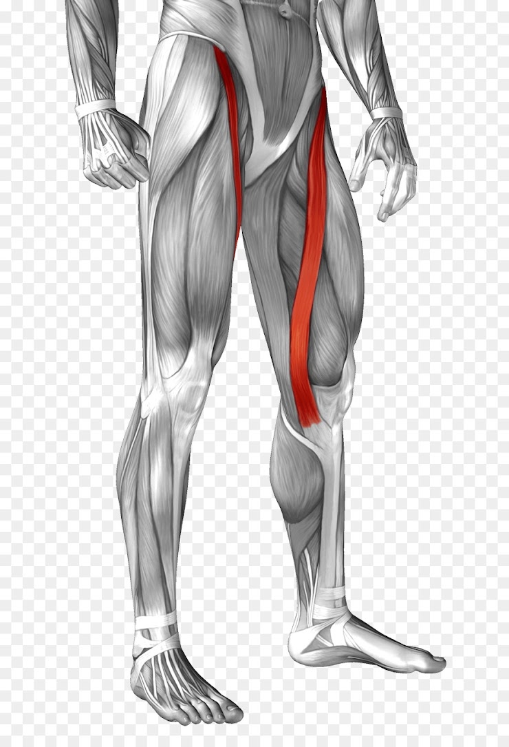 <p>What is this muscle? \n iliopsoas</p><p>adductor muscle</p><p>hamstring muscle</p><p>gastrocnemius</p><p>sartorius</p>