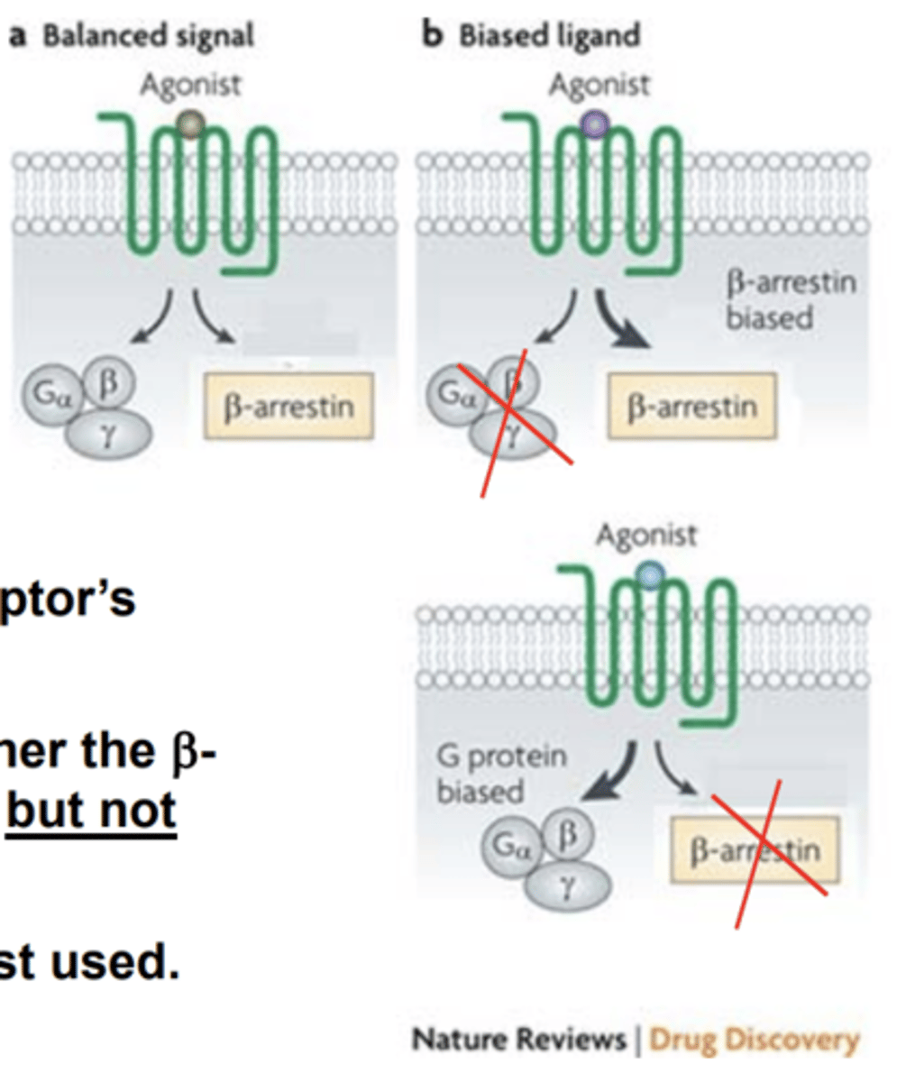 <p>stabilize receptor conformation preferentially stimulating one of the pathways, allowing for more targeted modulation of cell function/disease treatment</p>