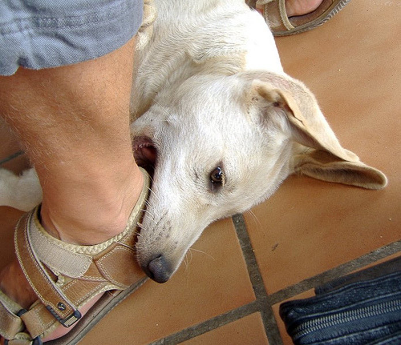 <p>to bite</p>