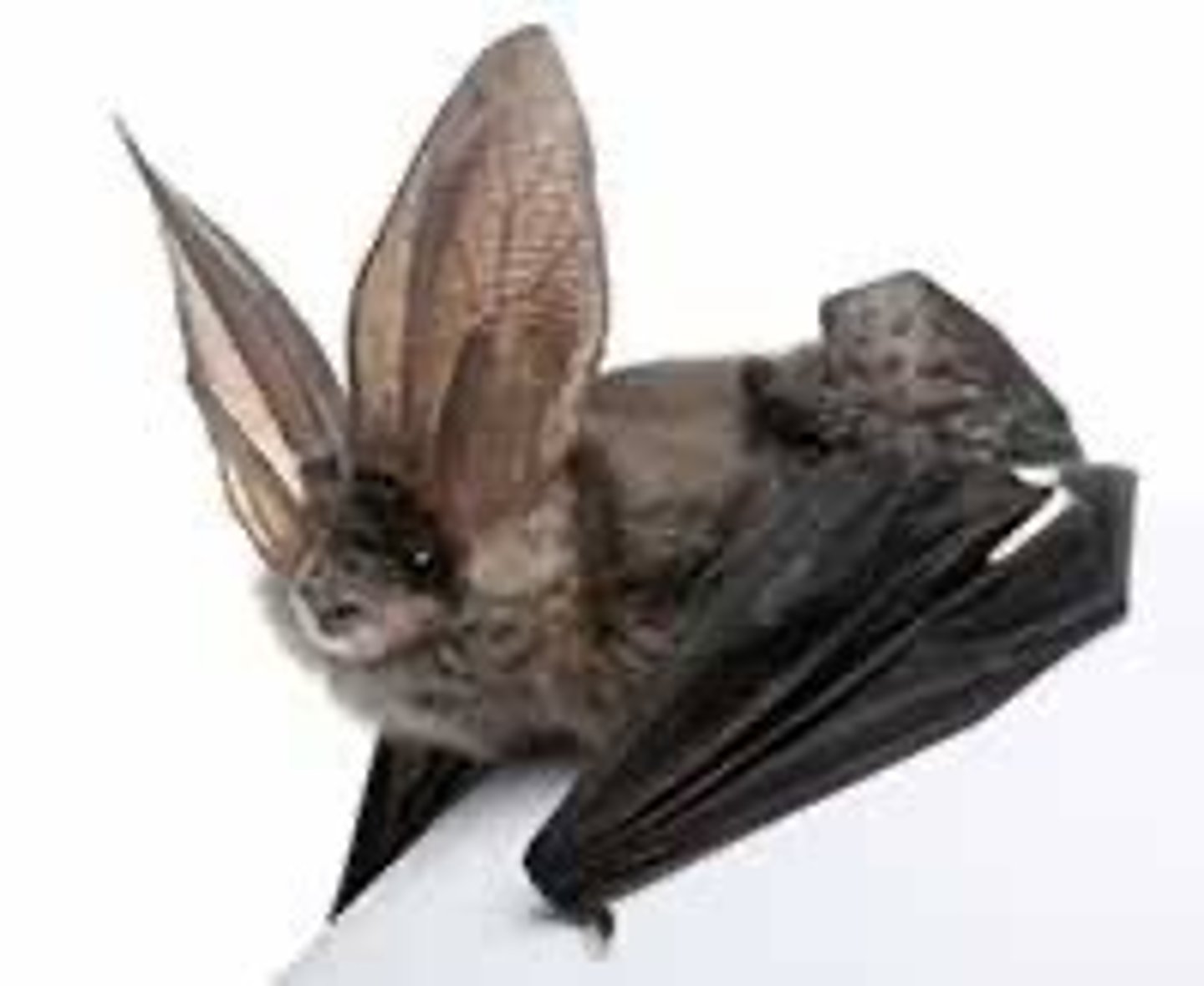 <p>osłonkowe</p><p>wścieklizna</p><p>rezerwuar - zwierzęta - gł. lisy i nietoperki</p>