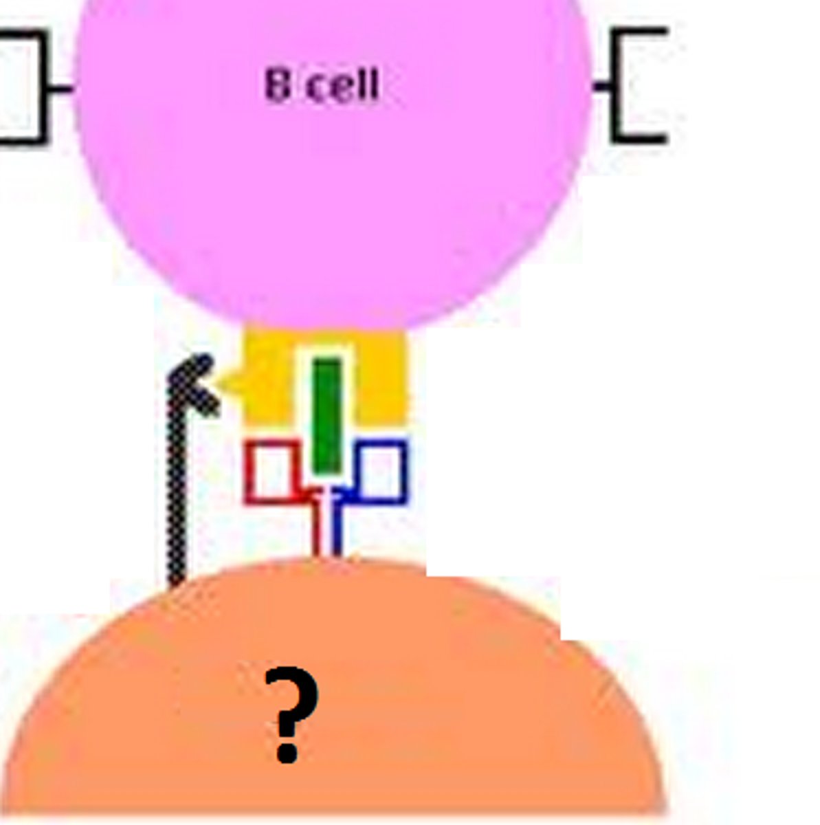 <p>T lymphocytes form in the thymus and other lymphatic tissue and attack cancer cells, viruses, and foreign substances</p>