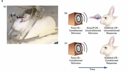 <p>airpuff in oog van konijn</p><p>werkt precies hetzelfde, iets diervriendelijker</p><p></p><p>CS = toon</p><p>US = airpuff</p><p>UR = knipperen, daarna door CS CR</p>