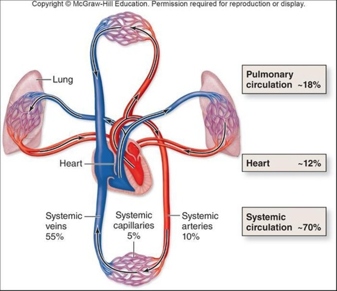 <p>Veins serve as blood reservoirs (basically places to store blood).</p>