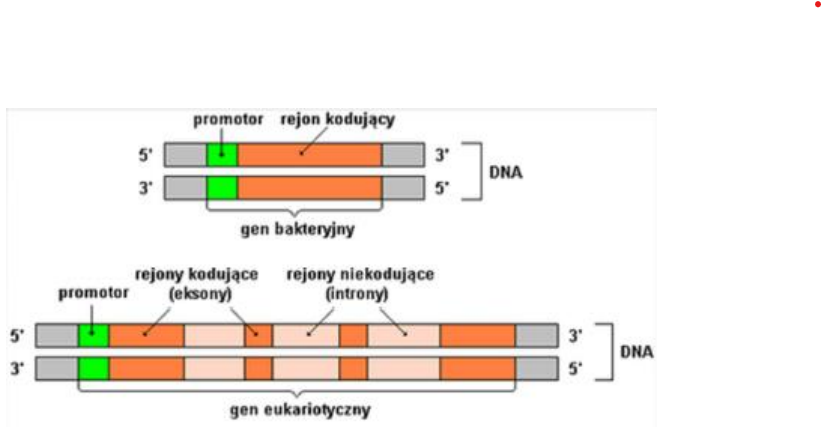 <p><span>DNA ulega replikacji i transkrypcji, a RNA podlega translacji bez wydzielonego przedziału komórki; wszystkie 3 procesy mogą zachodzić jednocześnie</span></p>