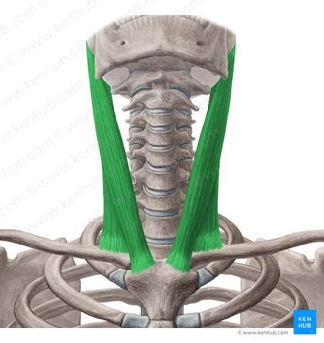 <ul><li><p>two heads</p></li><li><p>inserts on mastoid process</p></li><li><p>assists with forced respiration when head and neck and fixed</p></li><li><p>innervated by <strong>spinal accessory nerve (XI) </strong>and <strong>ventral rami </strong></p></li><li><p>multiple blood sources: <strong>occipital, posterior auricular, superior thyroid and suprascapular artery</strong></p></li></ul><p></p>