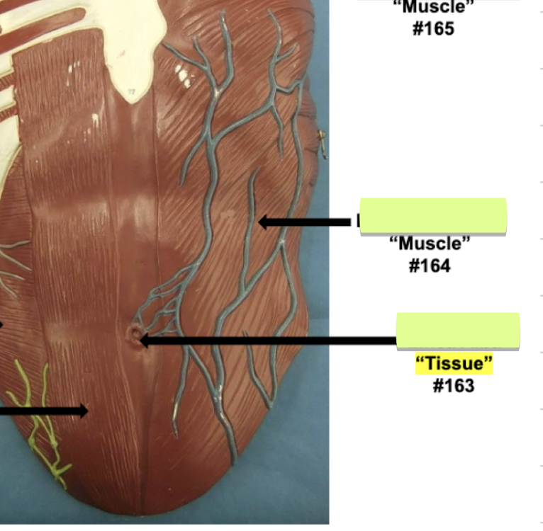 <p>Label muscle #164 </p>