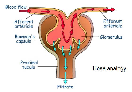 <p><strong><u>Dominant part of the vascular component</u></strong></p><ul><li><p><u>Water and solutes are filtered</u> as blood passes through the glomerulus</p><ul><li><p>From the renal artery, in-flowing blood passes through afferent arterioles which deliver blood to glomerulus</p></li><li><p>Filtered fluid then passes through nephron’s tubular component</p></li></ul></li></ul><p></p>