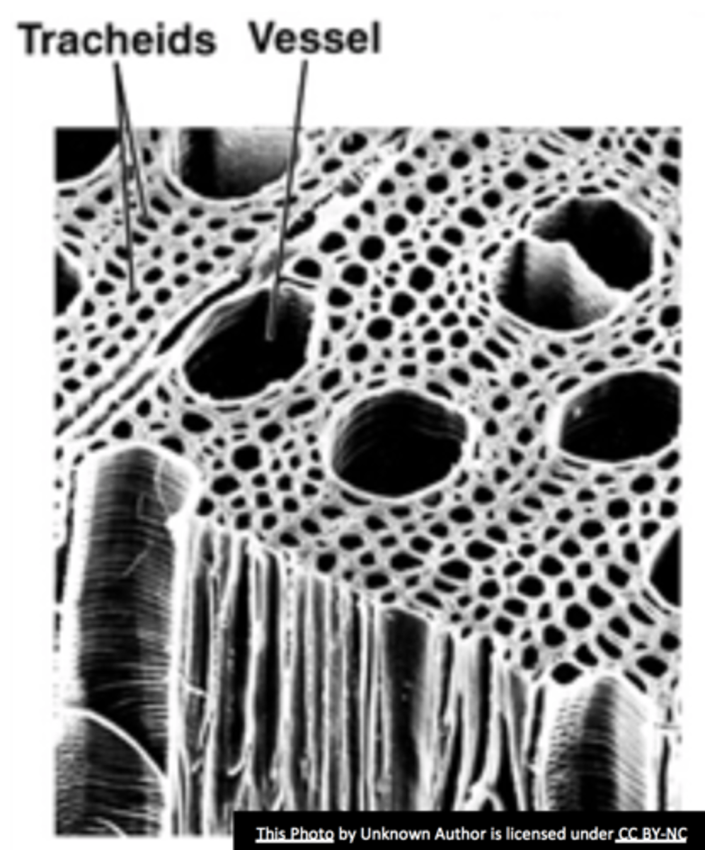 <p>breakdown of macromolecules, engulfing senescent organelles, programmed cell death through autolysis</p>