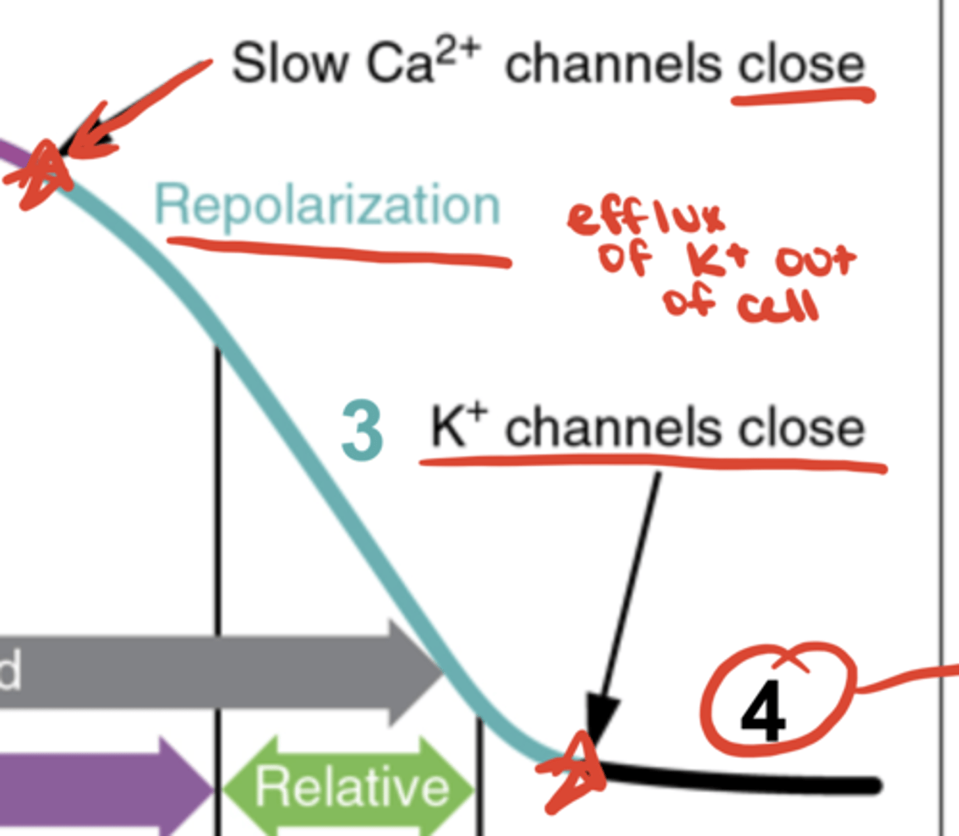 <p>continued K⁺ efflux (repolarization)</p>