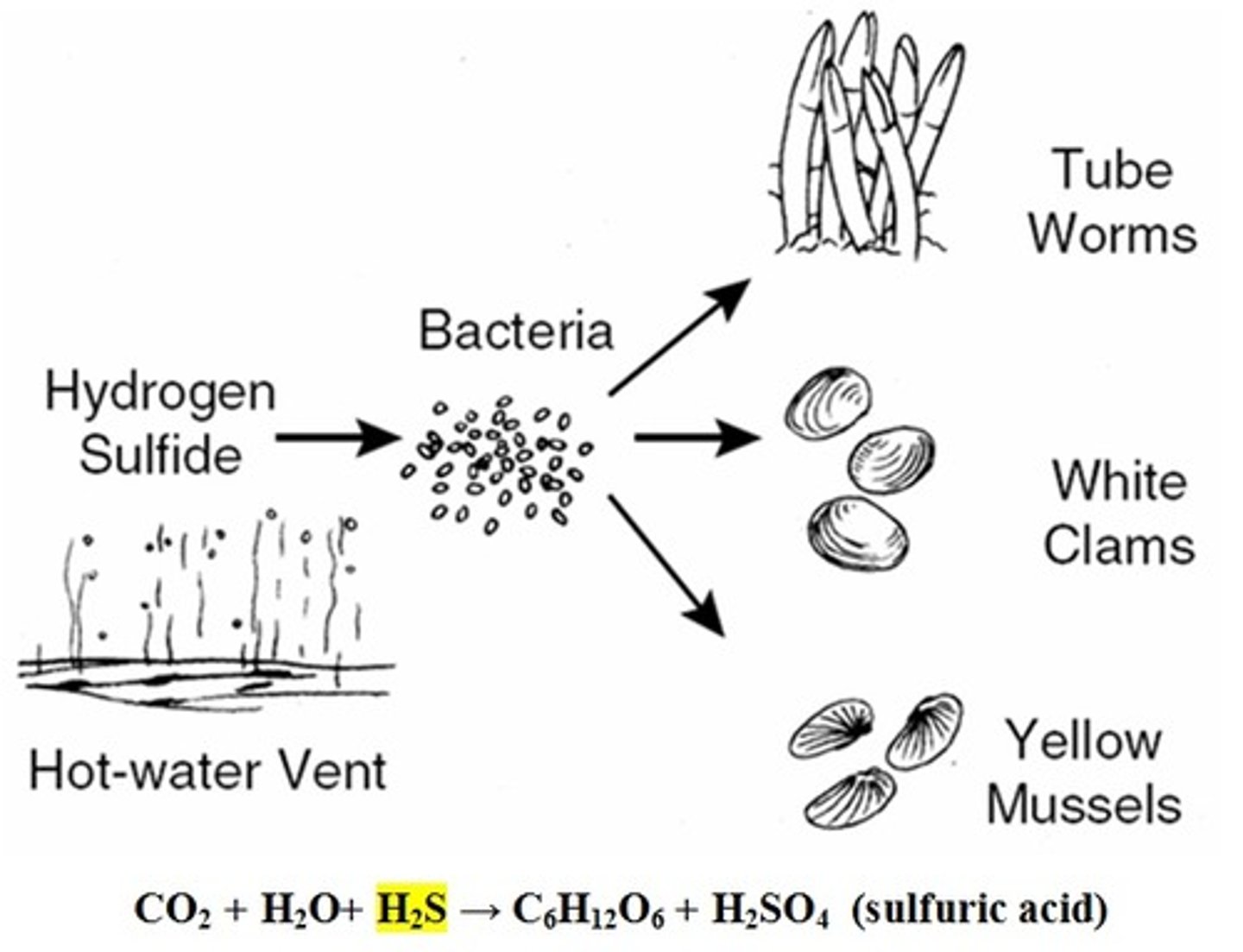 <p>A process used by some bacteria to generate energy with methane and hydrogen sulfide.</p>