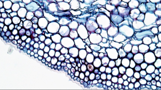 <ul><li><p>the most abundant and versatile in a plant, is composed of ____ cells. ___ cells are living, typically with a thin cell wall, and are able to divide and differentiate into other cell types. </p></li><li><p>has a wide variety of functions depending on its location</p></li><li><p>photosynthetic kind is composed of chloroplast that specifically carry out photosynthesis </p></li><li><p>with large air spaces in between the cells, this allows gases to flow through</p></li></ul><p></p>