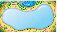 <p>What organelle is this and where is it found?</p>