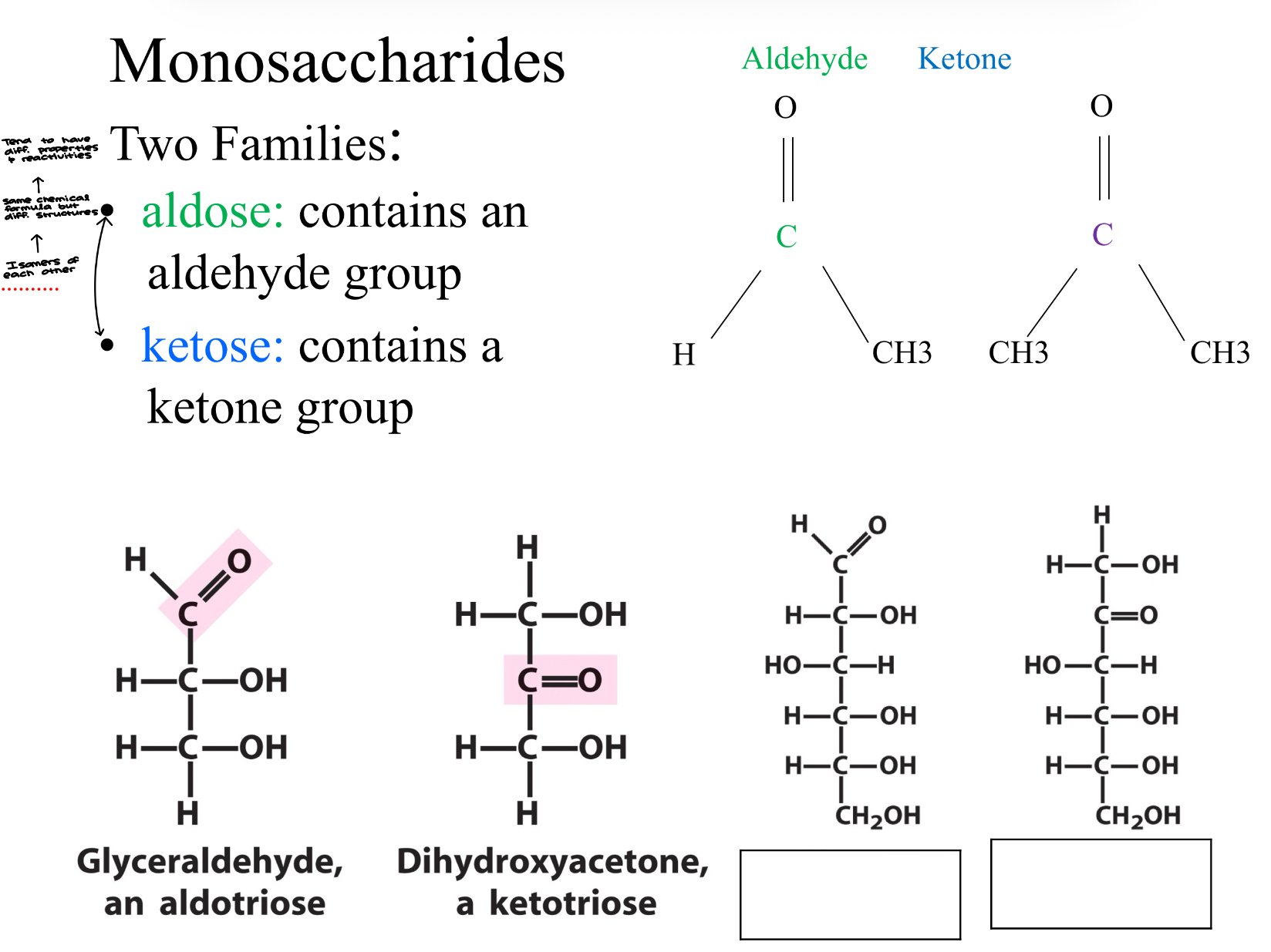 <p>Two Families:&nbsp;</p><ul><li><p>Aldose: contains an aldehyde group&nbsp;</p></li><li><p>Ketose: Contains a ketone group&nbsp;</p><ul><li><p>aldose and ketose are to be isomers of each other, they have the same chemical formula but different structures… they tend to have diff. properties and reactivities&nbsp;</p></li></ul></li></ul><p></p>