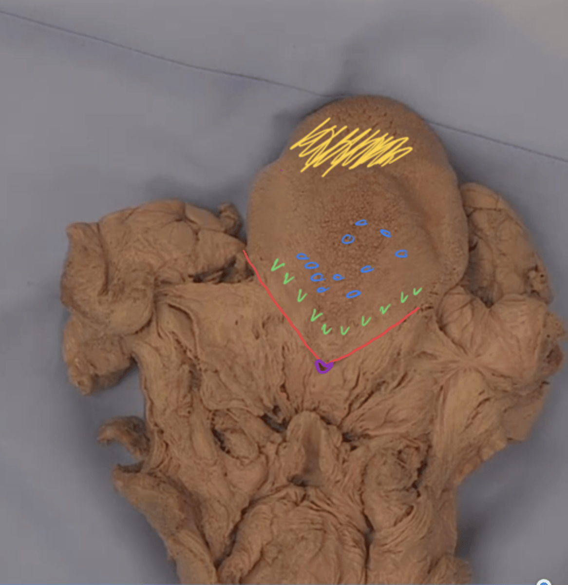 <p>identify structure outlined in red</p>