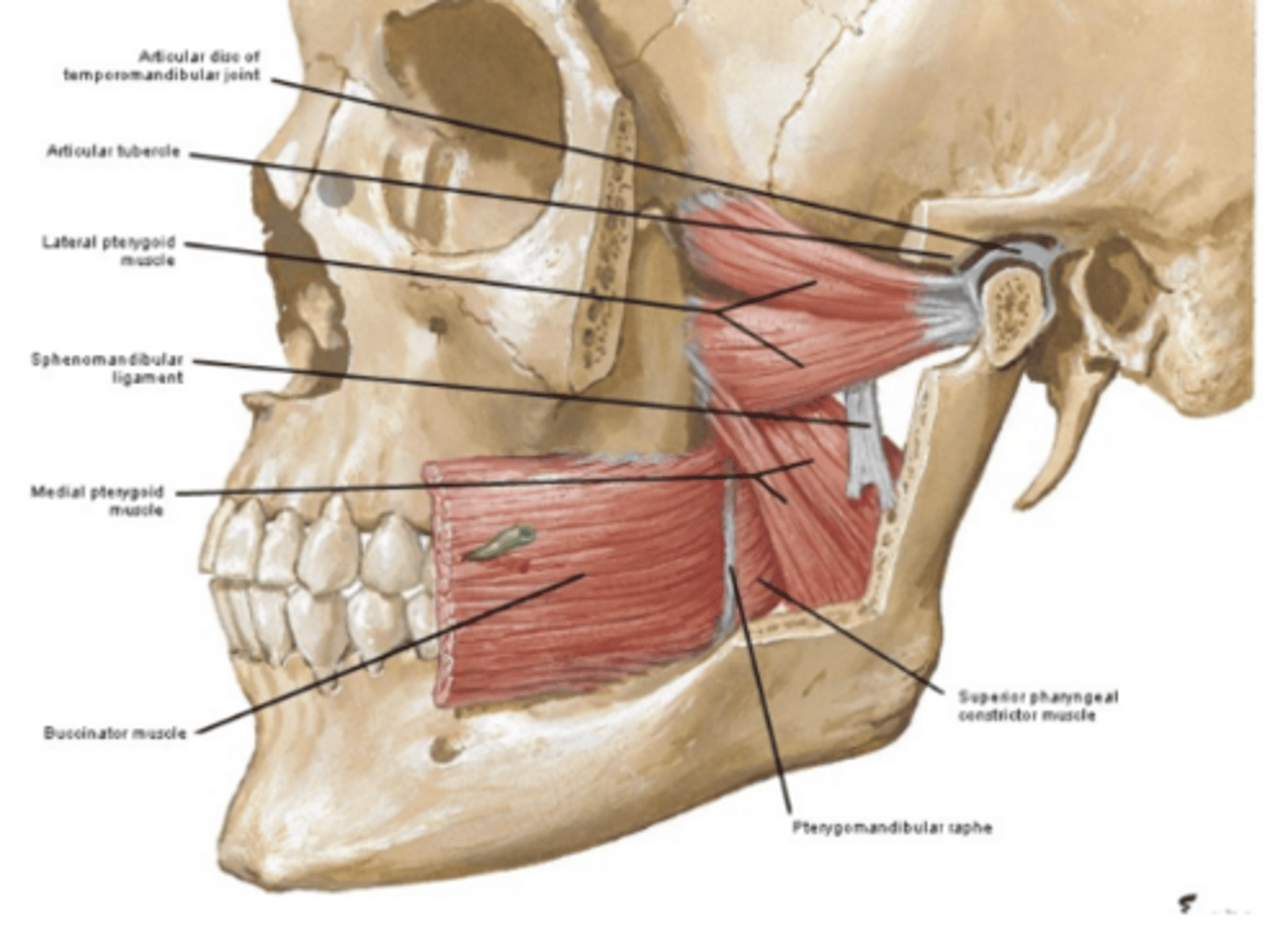<p>What movement does the lateral pterygoid help with?</p>